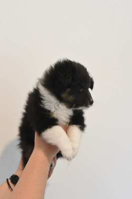 De La Princesse Poupoule - Shetland Sheepdog - Portée née le 10/03/2022